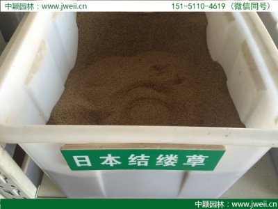 云南哪里有賣結縷草種子的？