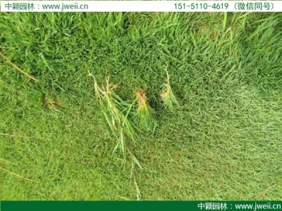 十二月還能種植結縷草嗎？