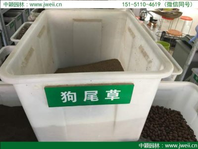 狗尾草種子報價哪家準確？