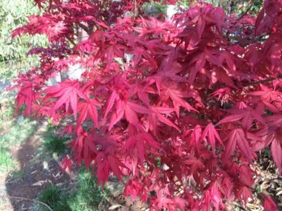 紅楓常用的規格有哪些？