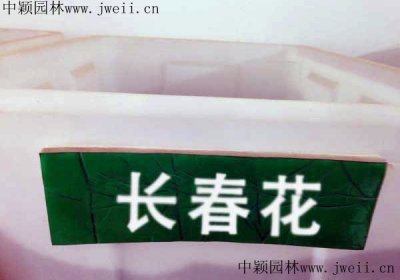 哪里有賣花海長春花種子？