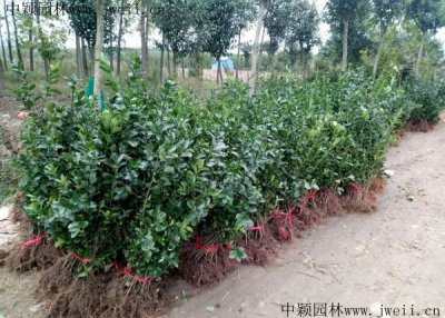 什么時候栽植冬青比較好？