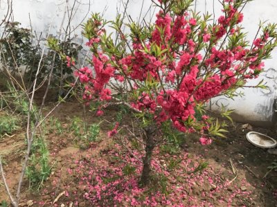 什么時候栽植碧桃比較好？