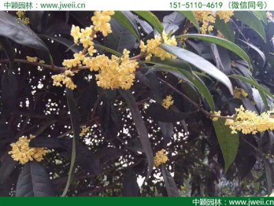 市場上最便宜的桂花在哪里？