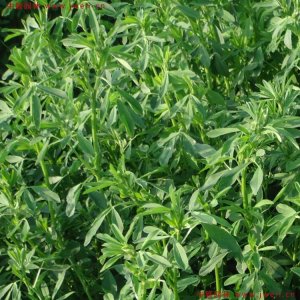 牧草一年收割幾次？
