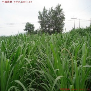 北方養羊種啥牧草好？
