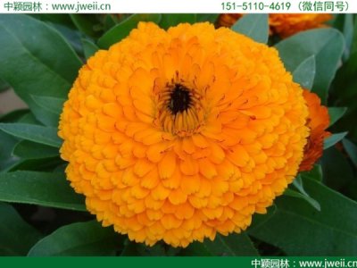 九月份還能種植黃金菊嗎？