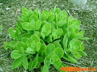 景天常用的規格有哪些？