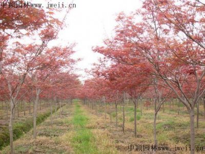 市場上最便宜的日本紅楓在哪里