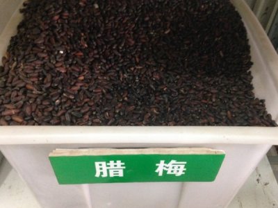 臘梅種子哪里有賣？