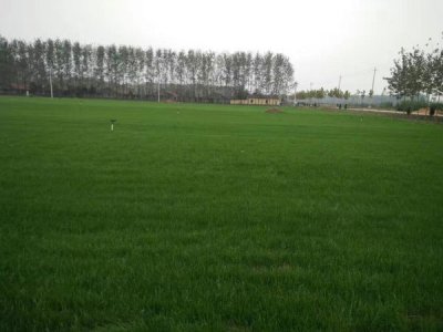 什么草種長得最快