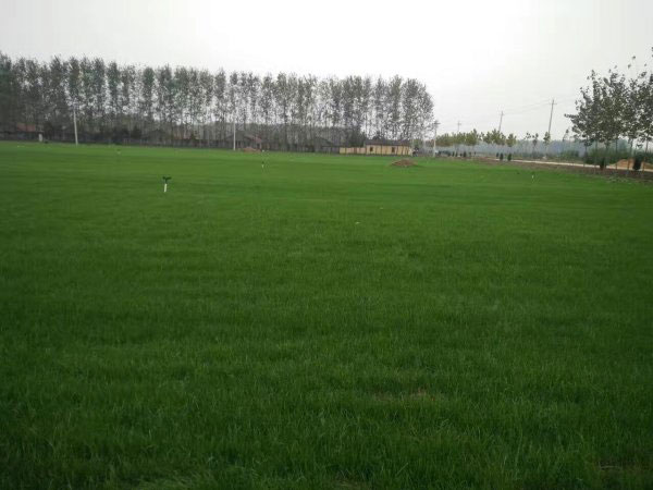 1537688565587381.jpg 草坪8.jpg