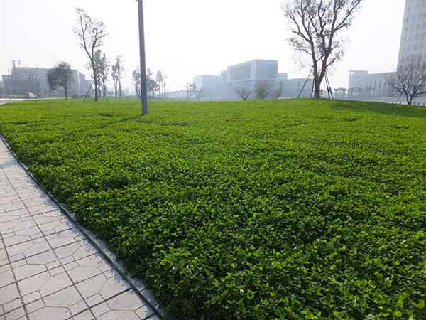 1537688658744634.jpg 白三葉草13.jpg