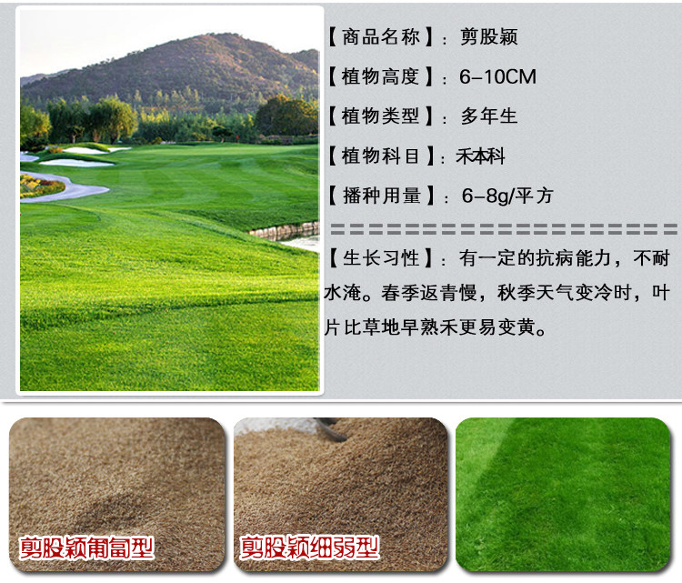 剪股穎1.jpg