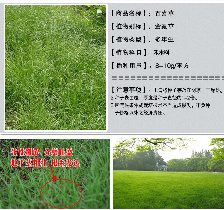 白皙草1.jpg