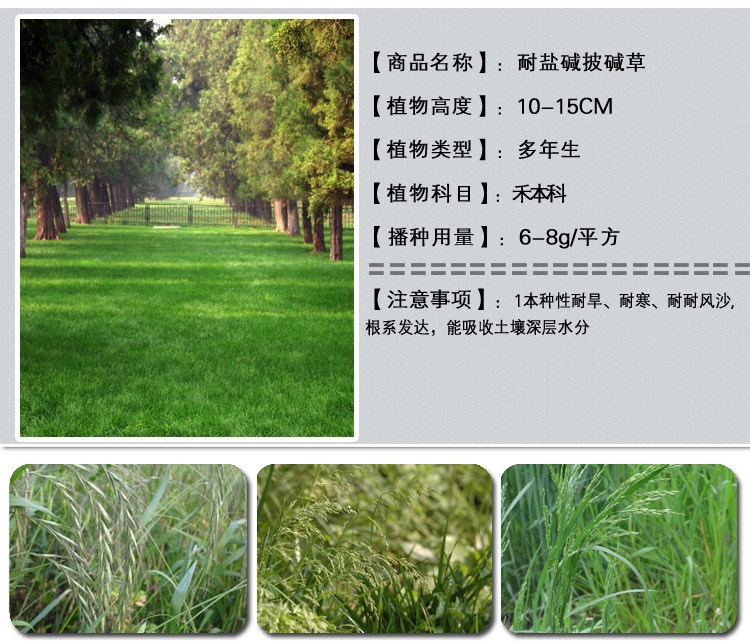 耐鹽堿坡堿草1.jpg