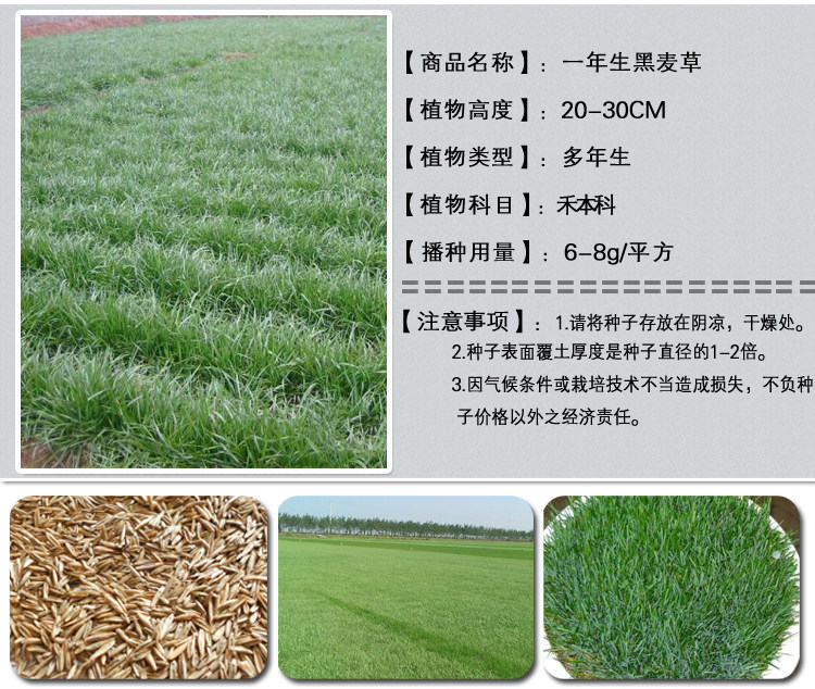 一年生黑牧草1.jpg