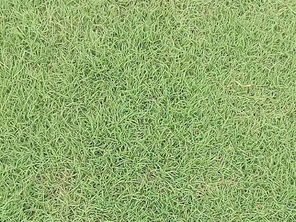 果嶺草 (2).jpg