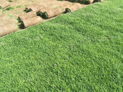 植草護坡每平方米需要多少草籽？