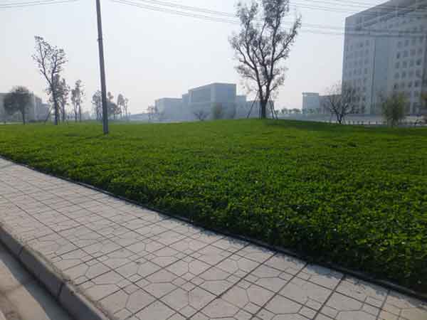 1559115218332155.jpg 白三葉草14.jpg