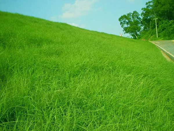 1559546686218617.jpg 百喜草 (4).jpg