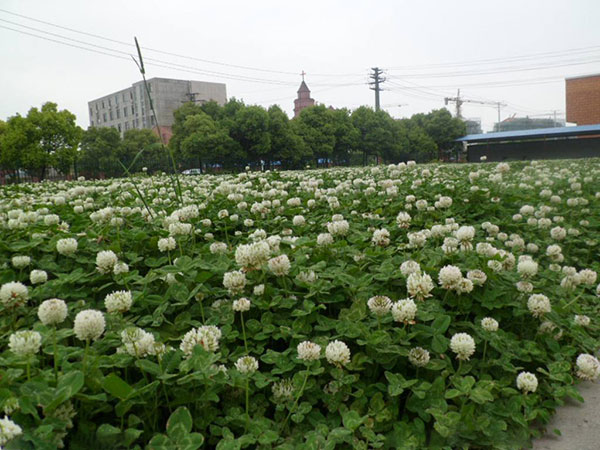 1560040291423927.jpg 白三葉 (3).jpg