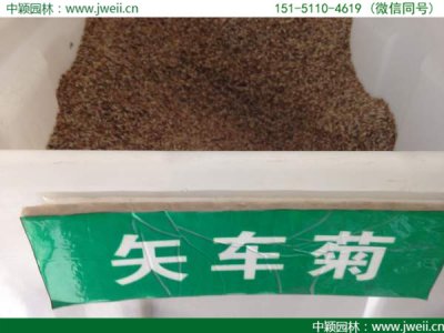 重慶哪里有賣矢車菊種子的？