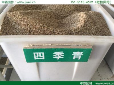四季青草籽價格貴嗎？