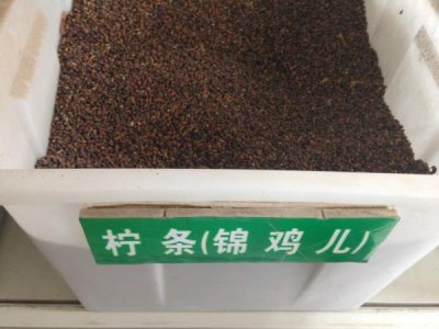 高速路護坡一般用什么草籽？