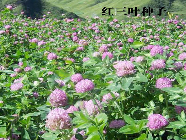 紅三葉1.jpg