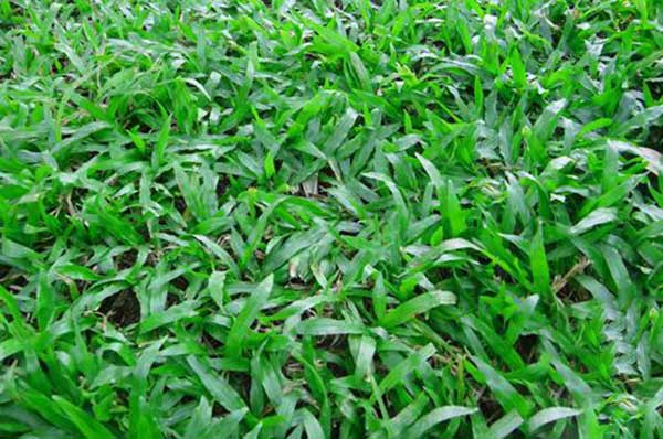 大葉油草5.jpg