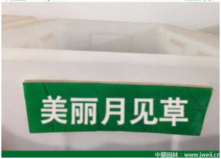 不適合吃月見草的三種人？