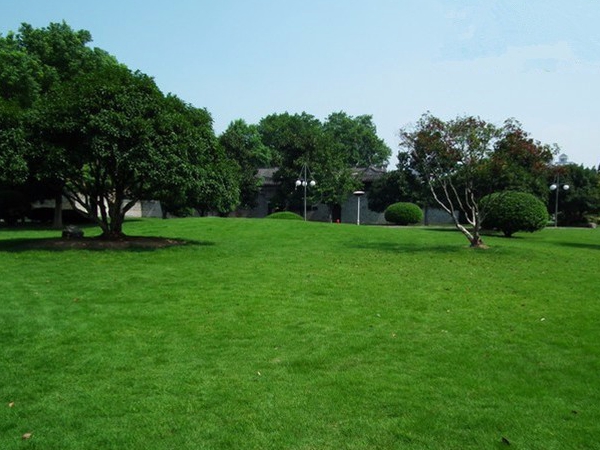 草坪50.jpg