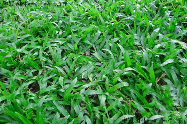大葉油草5_副本.jpg
