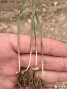 春天播草籽要催芽嗎？