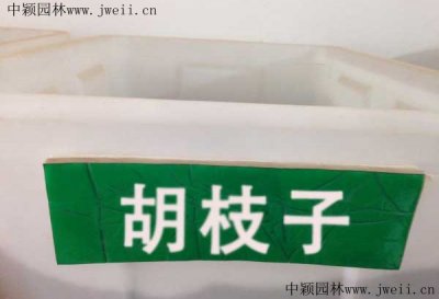 公路護坡胡枝子？