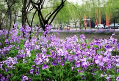護坡花什么時候播？