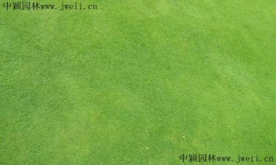 護坡混播草種植？