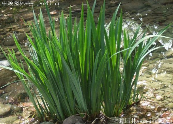 黃菖蒲1_副本.jpg