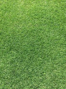 護坡狗牙根種植技術？