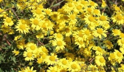 野菊花十一月可以播種嗎？