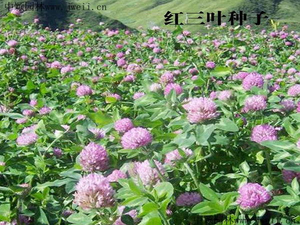 紅三葉6_副本.jpg
