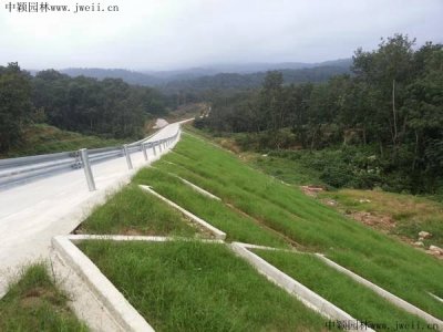 適合河南護坡綠化草籽？