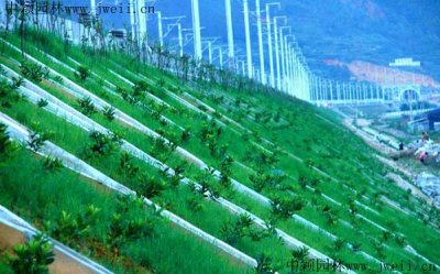 護坡種什么植物？