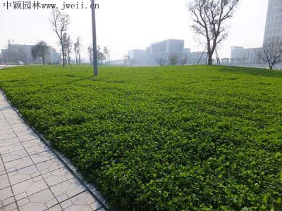 提防護坡種植什么草？