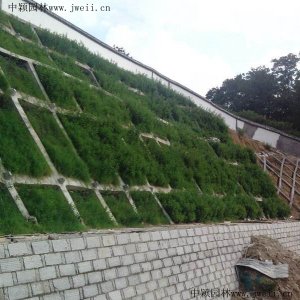 護坡上應該種什么草？