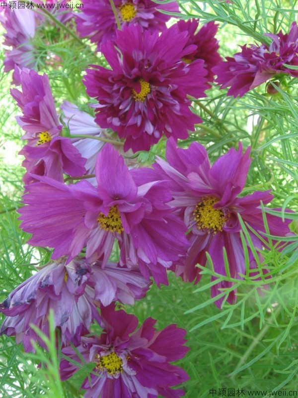 波斯菊-(18).jpg