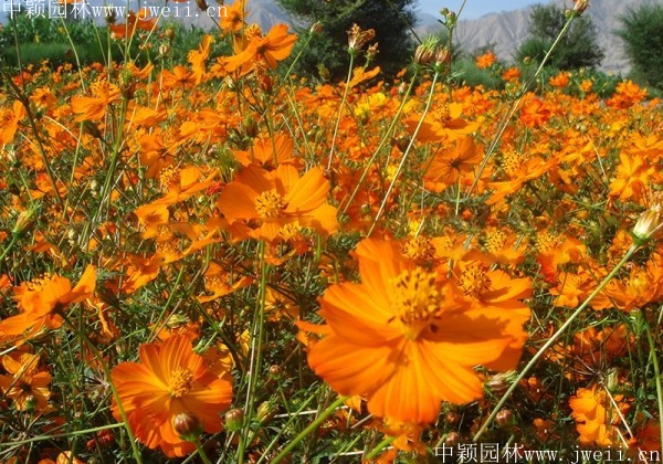 硫華菊12.jpg