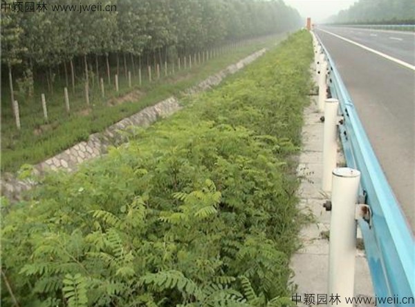紫穗槐-(16).jpg