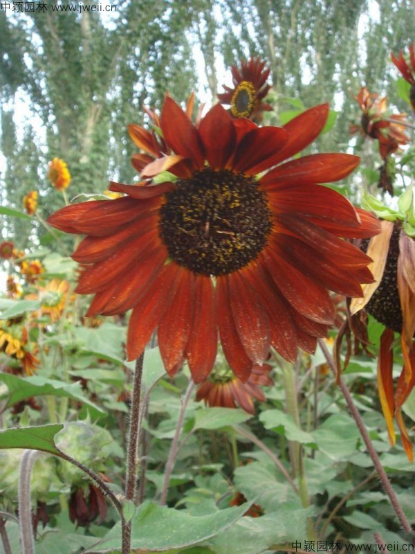 太陽花-(3).jpg